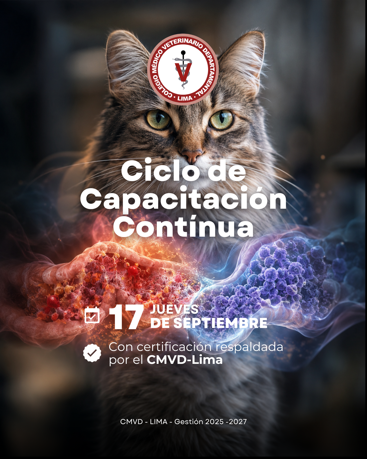 Ecografía Felina y Diagnóstico Avanzado: Nuevos Retos para la Medicina Veterinaria